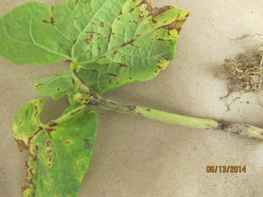 bean anthracnose results damage to bean leaf