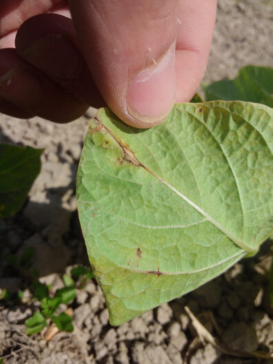 Bean anthracnose lesions-1