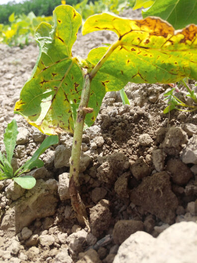 Severe bean anthracnose symptoms-2