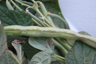 Water soaked symptoms on bean pod