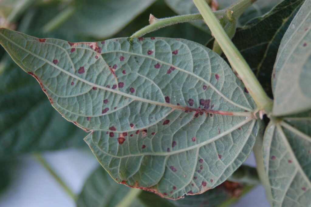 bean bacterial brown spot on leaves