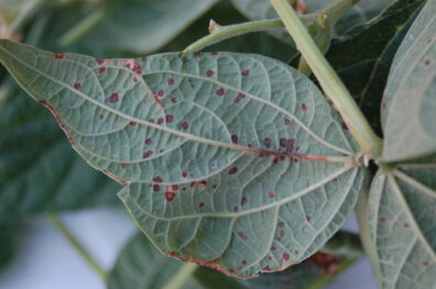 bean bacterial brown spot on leaves