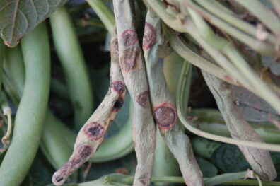brown spot on bean leaves and pods