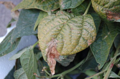 Bacterial brown spot symptoms