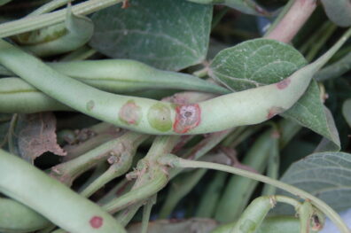 Bacterial brown spot on beans