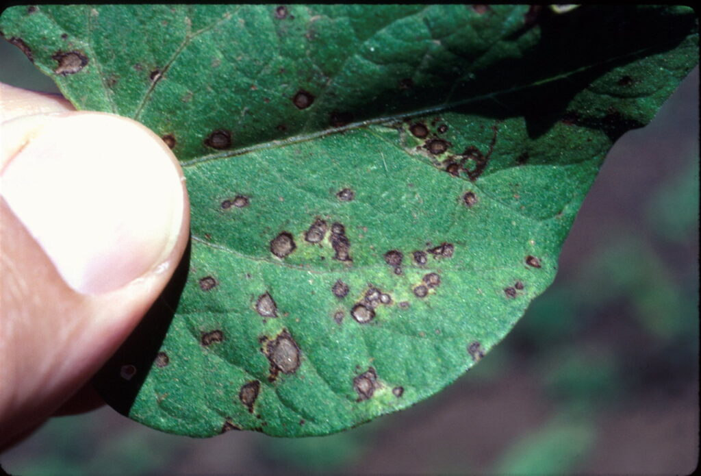 close up view of brown spot symptoms on on a bean leaf