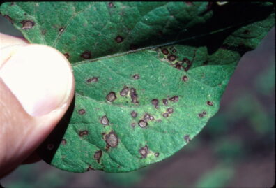 brown spot on bean leaves