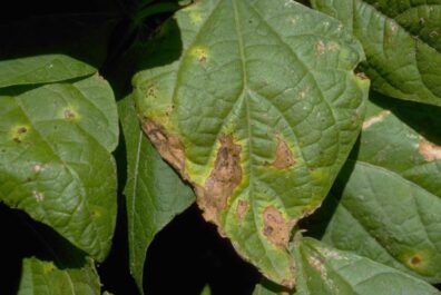 Common bacterial blight-2