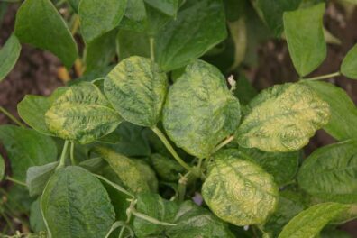 symptoms of bean common mosaic on bean leaves