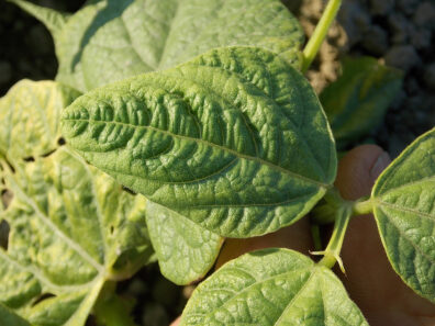 infected bean leaf and dark green areas