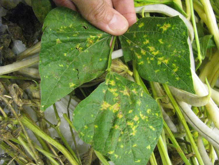 symptoms of LCR on bean leaf