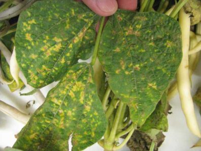 Crumpled leaf symptoms