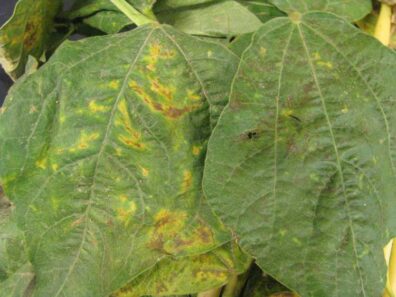 LCR results genetic disorder on a bean leaf