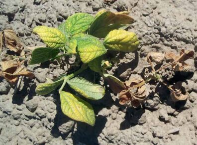 Beet curly top virus symptoms