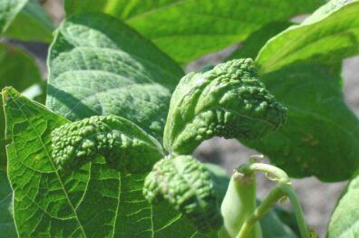 symptoms of curly top of bean