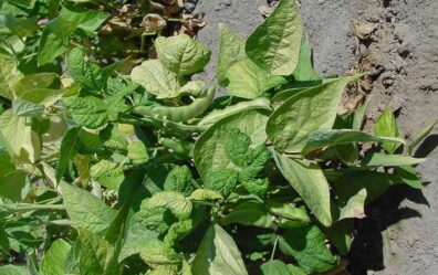 symptoms of curly top of a bean plant