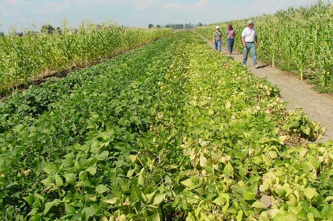 curly top of bean crop
