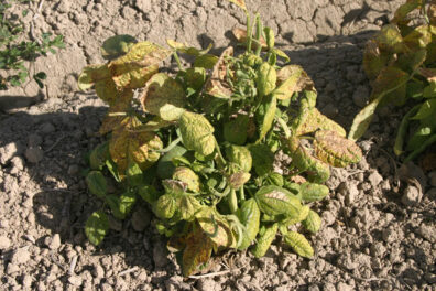 symptoms of curly top virus of bean plant