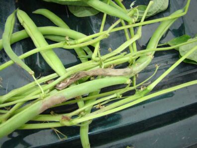 gray mold on bean pods