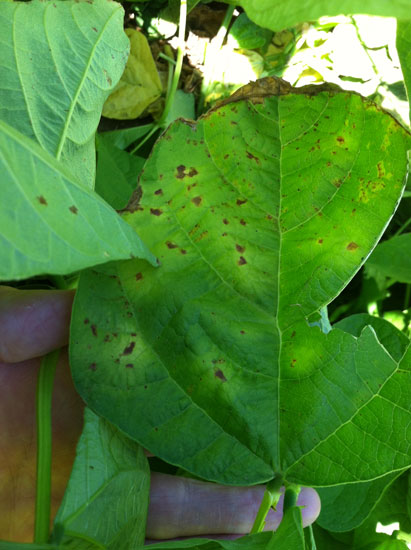 reddish-brown lesions on bean leaves
