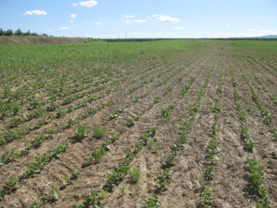 injured pinto bean crop field