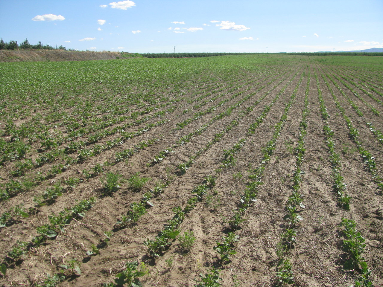 injured pinto bean crop field