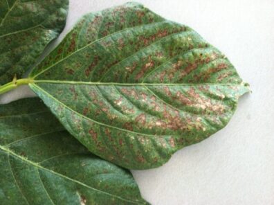 ozone or air pollution injury