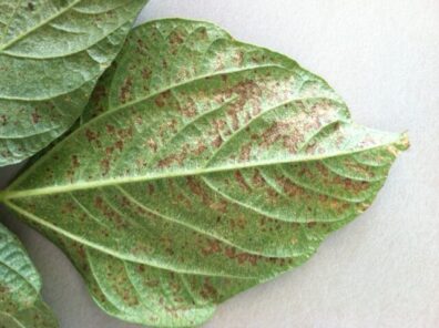 bean pollution injury symptoms