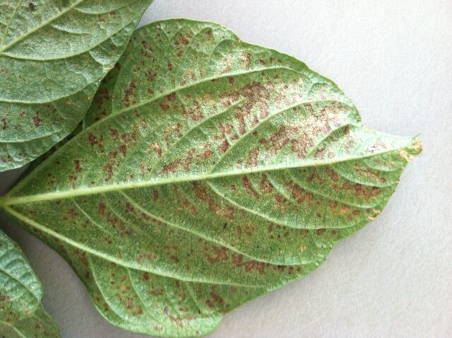 bean pollution injury symptoms