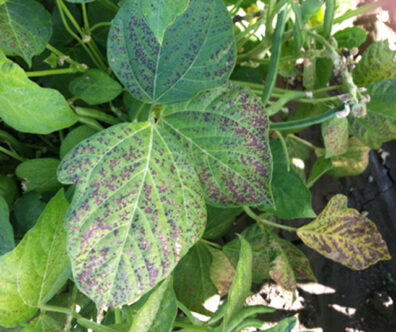 Air pollution/ozone injury on a bean plant