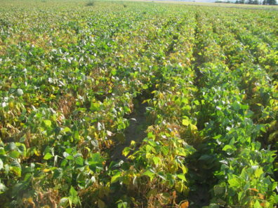 bean pollution injury symptoms-2