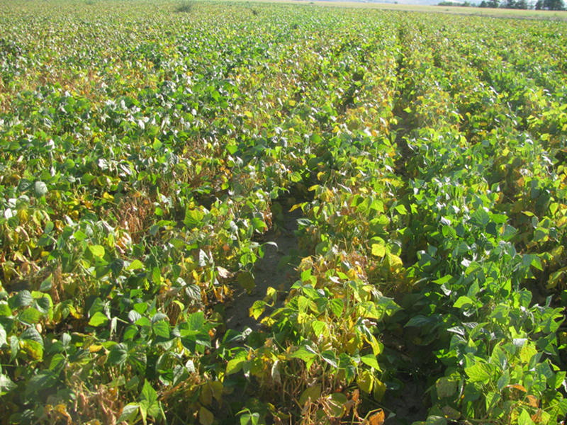 bean pollution injury symptoms-2