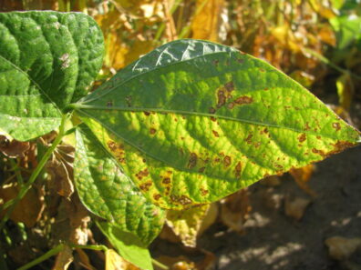 injured bean leaves by air pollution