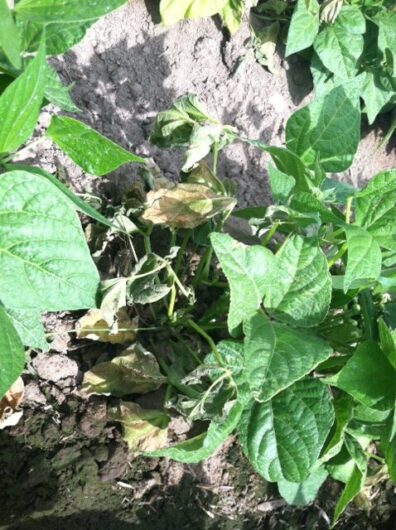 Pythium blight on a bean crop