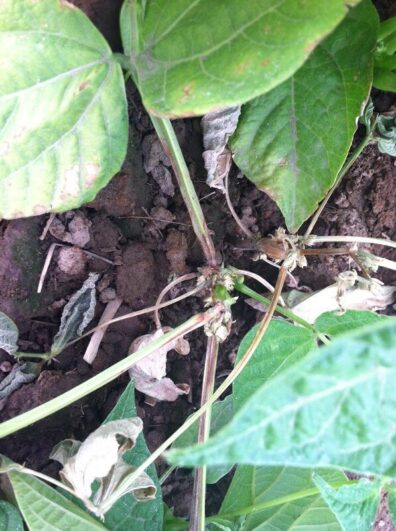 garden bean plant caused by Pythium ultimum