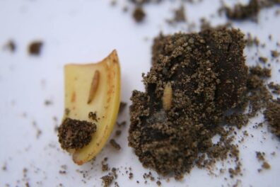 Seedcorn maggot larvae-1