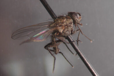 Seedcorn maggot fly-1