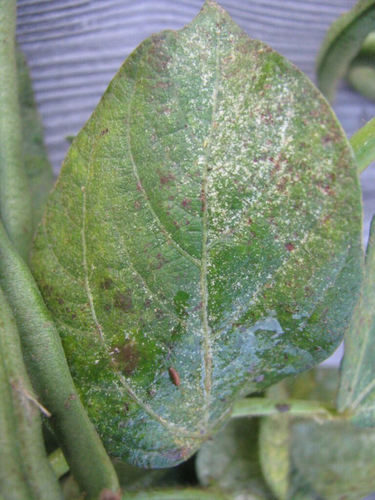 bean leaves fed by a spider mites