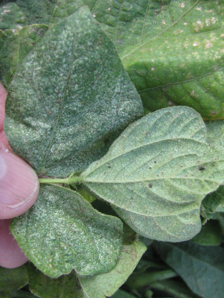 silvering of the lower leaf surface