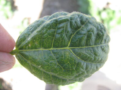 severe thrips infestation