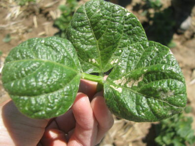 bean thrips injury-2