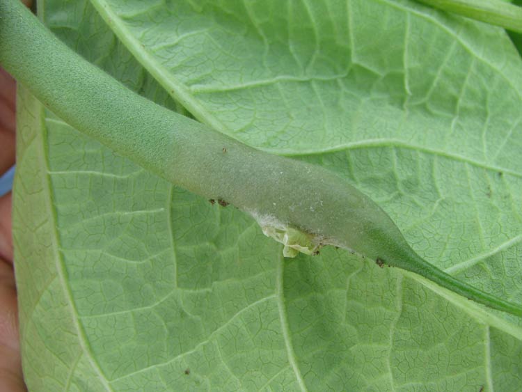 white mold on bean pod