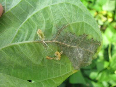 white mold on bean pod