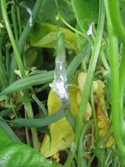 bean white mold symptoms-2