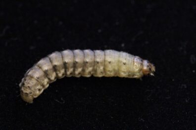 cutworm-2