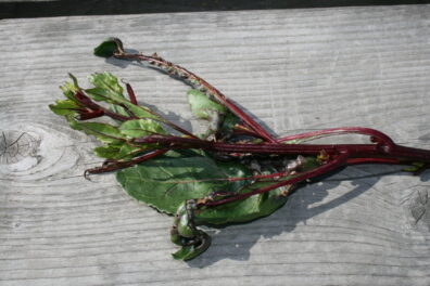 Herbicide injury to beet