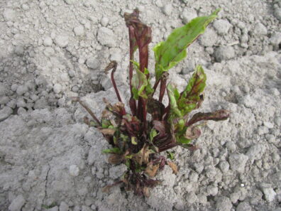 Herbicide Injury of a beet plant in a field