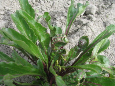 Herbicide Injury problem