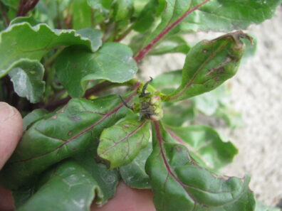 close up view of Herbicide Injury