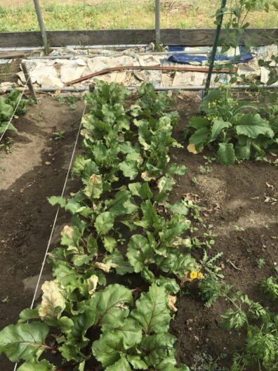 damaged beet plants